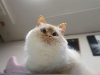 Portrait of white cat sitting at home