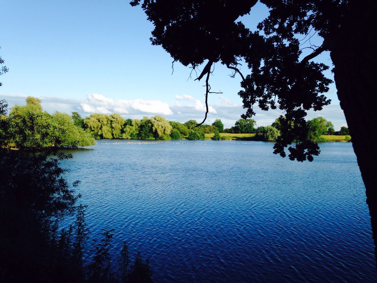 tree, nature, water, tranquil scene, beauty in nature, scenics, growth, tranquility, lake, sky, outdoors, no people, landscape, day