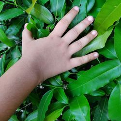 Close-up of hand touching leaves