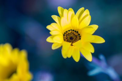 Close-up of yellow flower blooming outdoors