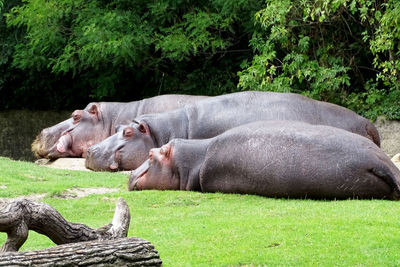 Side view of hippopotamus family relaxing on grassy field at berlin zoo