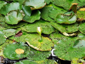 Full frame shot of water lily leaves floating on lake