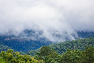 Scenic view of forest against sky