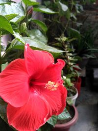 Close-up of red hibiscus flower