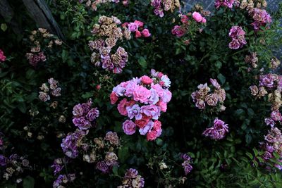 Close-up of flowers blooming outdoors