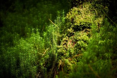 Plants growing on field