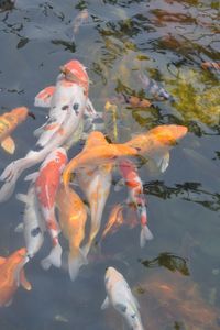 A group of koi fishes swimming around the pond