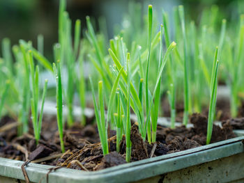 Close-up of plants growing on field