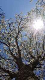 Low angle view of trees against clear sky