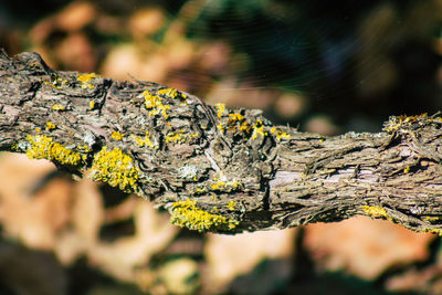 Close-up of lizard on tree