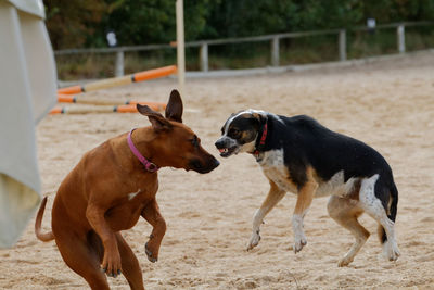 Two dogs on beach