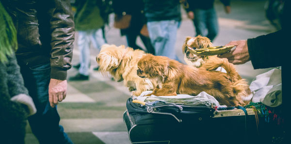 High angle view of dogs on luggage