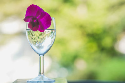 Close-up of pink flower in glass