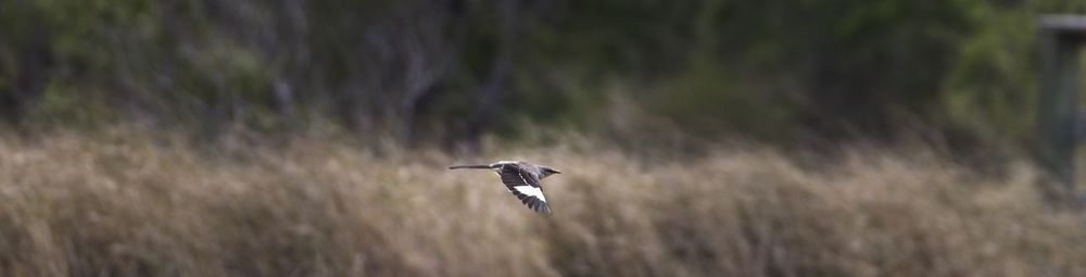 Bird flying over a blurred background