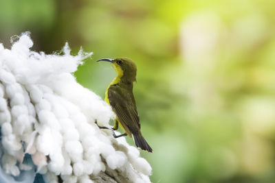 Close-up of bird perching