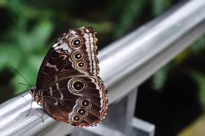 Close-up of butterfly perching outdoors