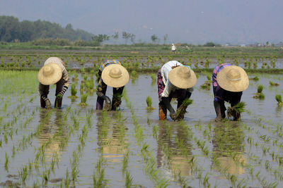 People working in rice paddy