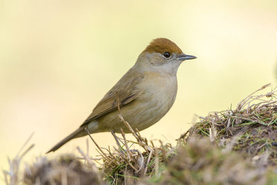 Close-up of bird perching on grass