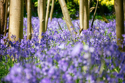 Purple flowers blooming in park