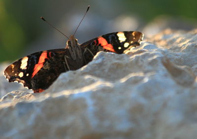 Close-up of butterfly on rock