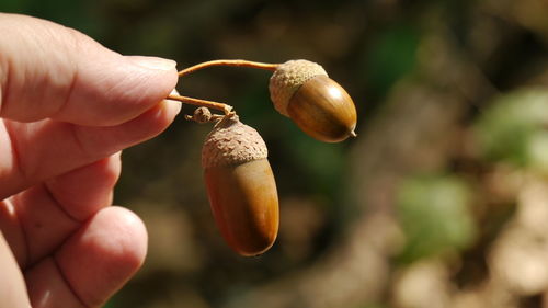 Close-up of hand holding acorns with caps