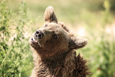 Close-up of an animal