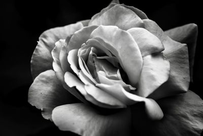 Close-up of rose flower against black background