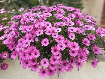 Close-up of pink flowers blooming outdoors