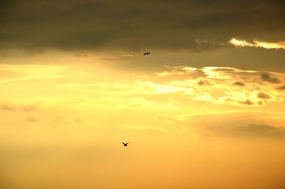 Low angle view of bird flying in sky