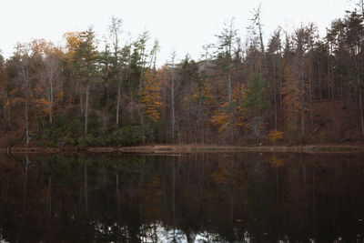 Scenic view of lake by trees in forest against sky