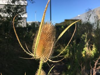 Close-up of plants