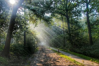 Road passing through forest