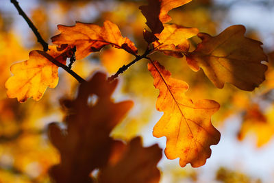 Close-up of dry maple leaves on tree during autumn