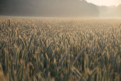 Scenic view of wheat field