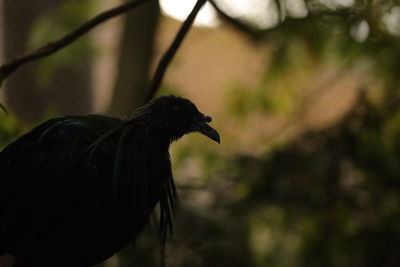 Close-up of bird perching on branch