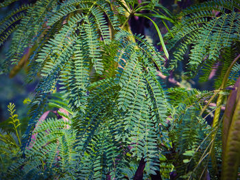 Close-up of fern leaves