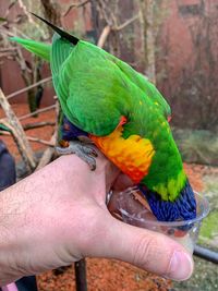Close-up of a hand holding a bird