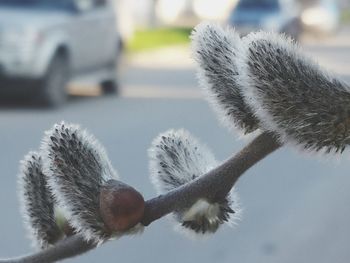 Close-up of plant