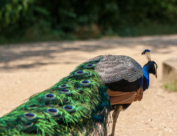 Close-up of peacock perching outdoors