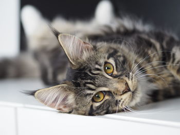 Close-up portrait of cat