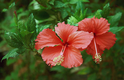 Close-up of red hibiscus flower