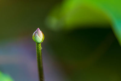 Close-up of flower bud growing outdoors