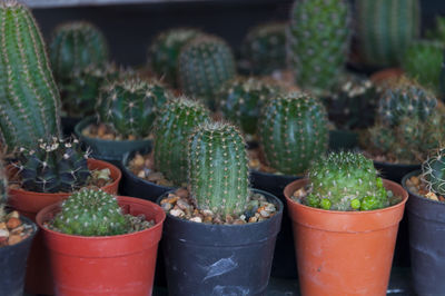 Close-up of small potted plants for sale at market stall