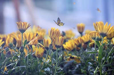 Bee pollinating on yellow flower