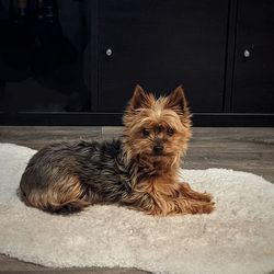 Portrait of dog sitting on floor at home