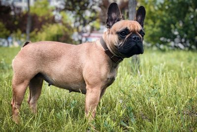 Portrait of a dog on field