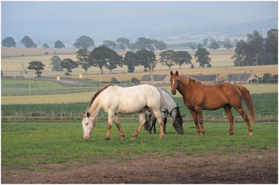 Horses in a field