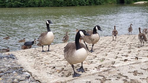 Flock of birds at lakeshore