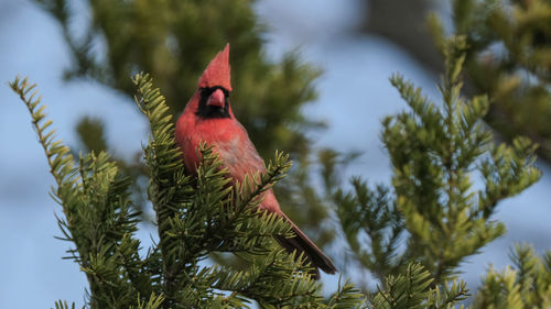 Low angle view of bird perching on branch