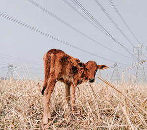 Portrait of calf standing on field against sky